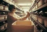 Euro food safety watchdog rejects Roundup GM cancer study