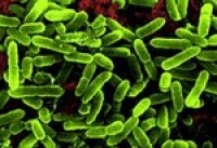 DuPont antibacterial protein partnership targets E.Coli first