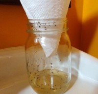13 ways to get rid of fruit flies naturally