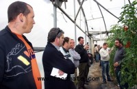 Syngenta presents new tomato rootstocks and nematicide Nemathorin 150 EC