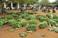 The changing face of global banana trade