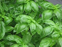 Basil is an anti-aging superfood