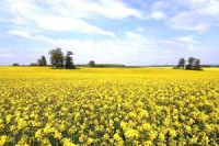 Global Oilseed Harvest Outlook Raised by Oil World on US Crop