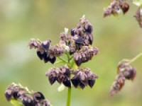 Buckwheat benefits linked to d-fagomine content