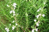 Rosemary is linked to enhanced brain performance and other health benefits