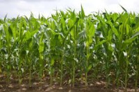Wheat Declines as Black Sea Export Outlook Weighed; Corn Rises
