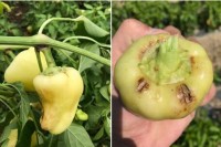 Huge impact on pepper growers in Balkans region with CMV virus