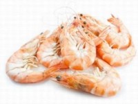 Dutch shrimp producer Kegge join forces with Primstar