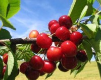 Canadian cherries have a clear market advantage in China