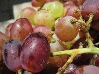 Grape seed extract fights obesity