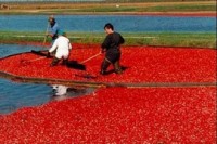 Wis. congressional delegation pushing USDA to buy record crop of cranberries