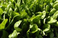 BI-LO store in GA recalls spinach antipasti salad over listeria risk