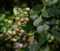 Frutarom launches natural plant extract for improved meat shelf life