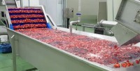 Key to successful IQF berry processing is efficient equipment