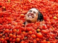 Only tomatoes that are unsuitable for consumption are used in the Tomatina