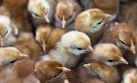 Multistate Salmonella outbreak linked to live poultry hits 125