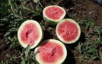 United Kingdom warns about Costa Rican watermelons with salmonella