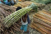Sugar prices remain steady on some support