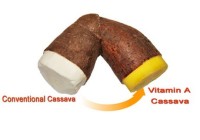 New nutritious vitamin-A cassava varieties released in Nigeria