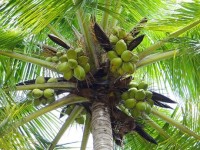 India's coconut exports double in two years