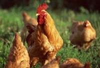 Whole chickens from farmers markets may have more pathogenic bacteria