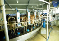 Fonterra and Abbott to Form Strategic Alliance For Dairy Farming in China
