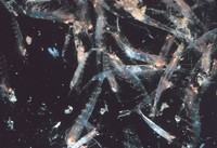 Krill oil may benefit brain health, ease depression symptoms