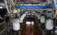 Milk Producers Want Dairies Exempted From FSMA Intentional Adulteration Rule