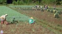 Prices of small spring onion increased causing farmers excited