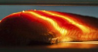 Light Can Reveal the Freshness of Salmon Fillets