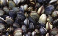 California warns of health risk in Marin County shellfish