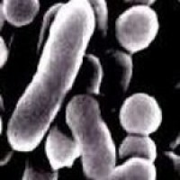 FSANZ calls for submissions on Listeria