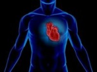 Chitin-glucan fiber shows heart health potential: RCT data