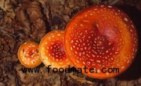 Avoid Wild Mushrooms, State Public Health Director Warns