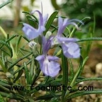 EU increases authorised levels of antioxidant rosemary extracts in low-fat meat and fish