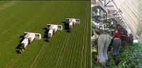 Machine saves 50% on labour costs for harvesting iceberg lettuce