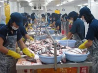Japanese enterprises promote investment in Mekong Delta