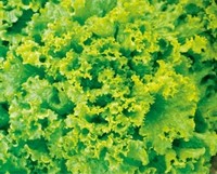 CDC finds leafy greens suspect