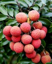 Use lychee fruit to boost your endurance and workouts