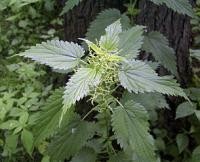 Urtica dioica, lipoic acid possible therapeutics for diabetes mellitus?