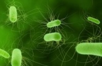Eight Possible Illnesses in Texas E. coli Outbreak