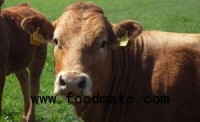 A Made-in-Canada Solution to E. coli O157 Outbreaks