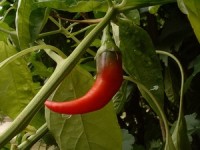 Seven evidence-based medicinal properties of cayenne pepper