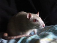 Brain chemical prompts rats to gorge on M&Ms