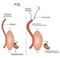 Beetroot juice found to support exercise performance improvement
