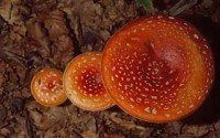 Warning on wild mushrooms in Victoria