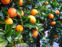 Peru will enable more citrus regions to export to the US