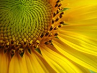 High oleic sunflower oil can replace butter
