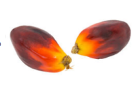 Certified Sustainable Palm Oil sales continue to rise