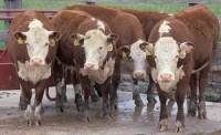 Meat from TB-positive cows sold as food in UK